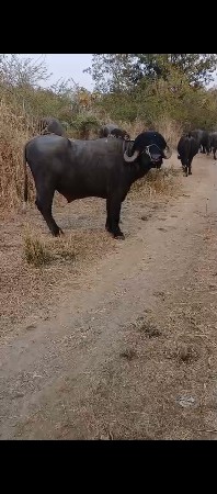 2દાતે સે બધી જવાબ થી વેસવાનો છે