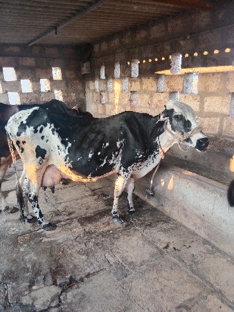 थंबनेल 3