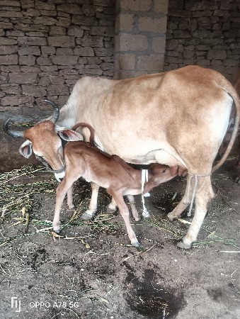 થંબનેલ 4