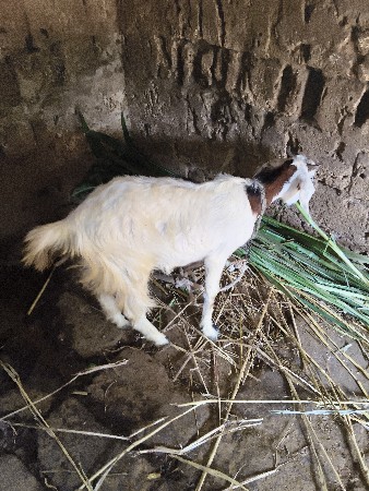 આ બકરી વેચવાની છે