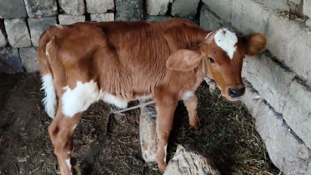 थंबनेल 3