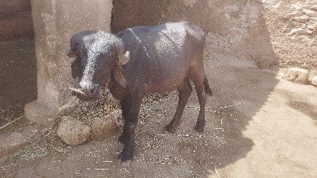 જાફરાબાદી પાડી