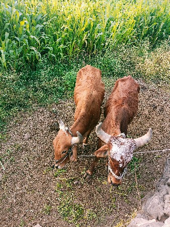 ગોઢલા વેચવાના છે