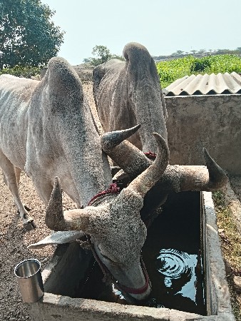 2 વાવની વાવેલ