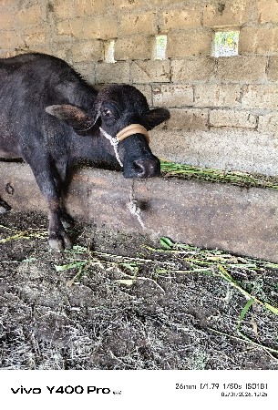 थंबनेल 2