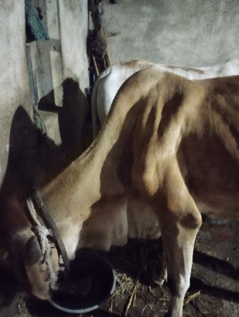 થંબનેલ 3