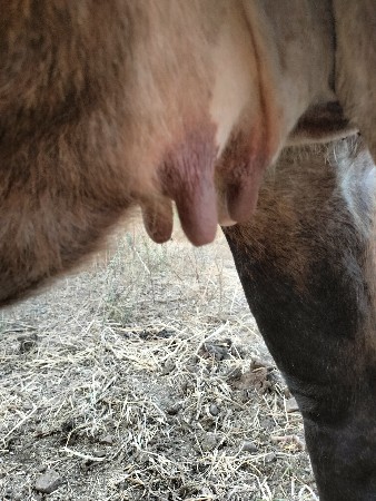 સુરેશભાઈ