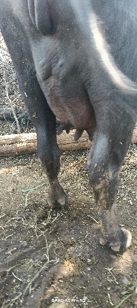 ભેંસ વેચવાની છે