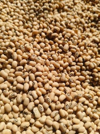 ચોળી નું બિયારણ વેચવા નું છે