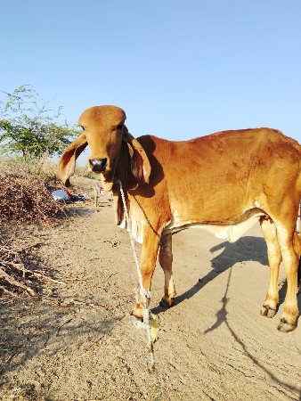 थंबनेल 1