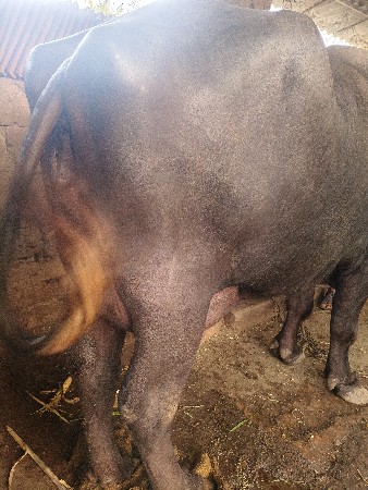 બીજુ વેતર ખડાઈ