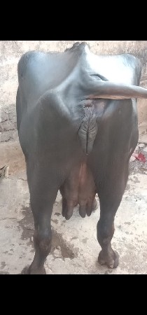 थंबनेल 3