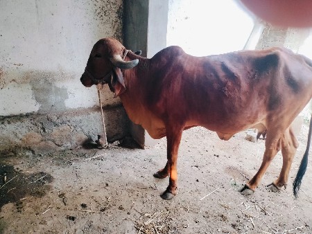 थंबनेल 2