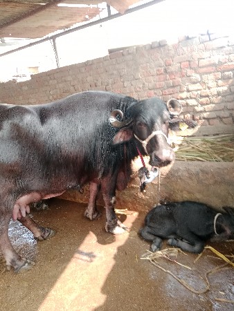 ભેંસ વેચવાની છે