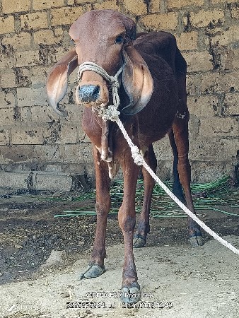 વાછડી. વેચવાનીચે