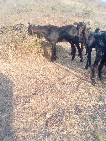 थंबनेल 2