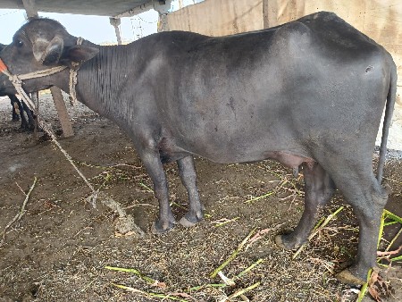 ખડેલી બેસવાની 1વેતર પારૂ મરી ગયું