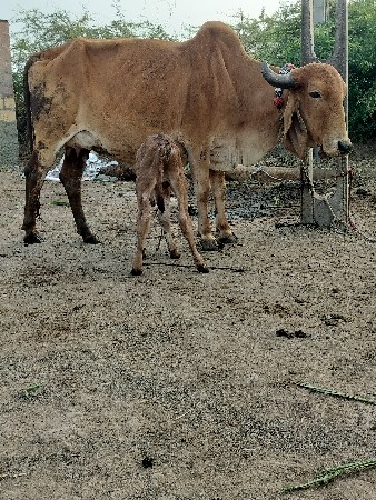 थंबनेल 3