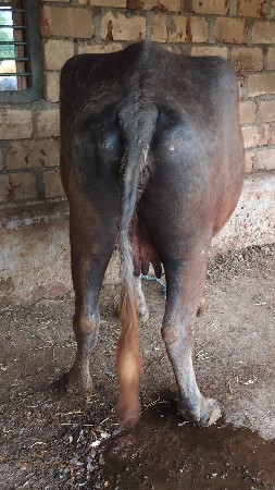 ભેંશ વેચવાની છે