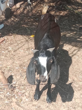 આ બે બકરા વેચવાના છે