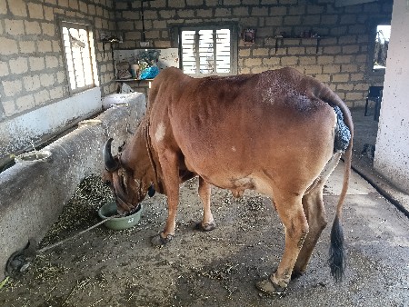 ગાય વેચવાની છે