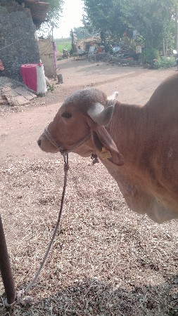 थंबनेल 3