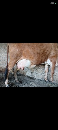 ગાય આપવાની સે