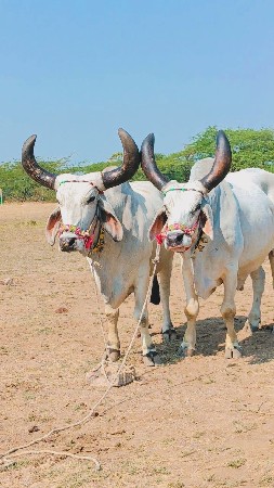 થંબનેલ 3