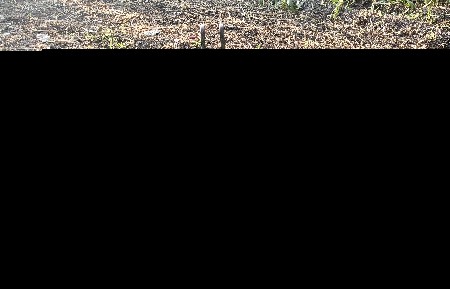 વેસવા ની છે