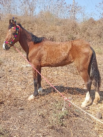 ધોડી વેસવાની છે