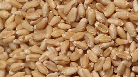 ઘઉં
 મોબાઇલ નંબર 8140397817