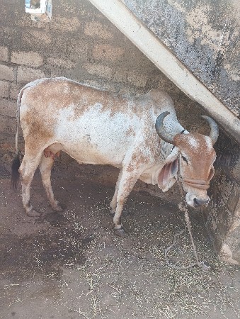 3 મહીના ની વયાણેલ નીચે  ગીરવાછડ