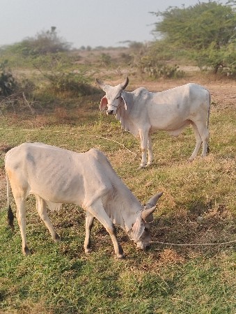 godhla vechva na chhe