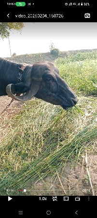 7+7 લીટર દુધ ભેશ વેચવાની સે