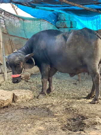 थंबनेल 2