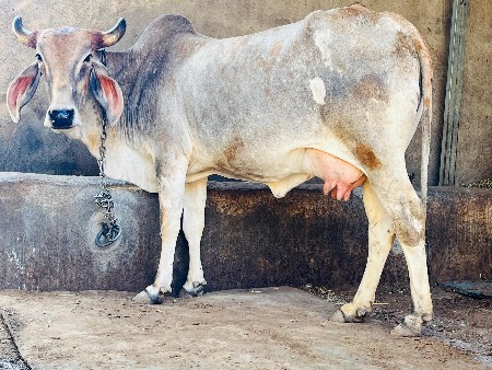 थंबनेल 2