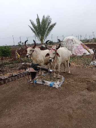આ બળદ વેચવાના છે