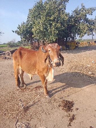 બળદ વેચવાનો છે