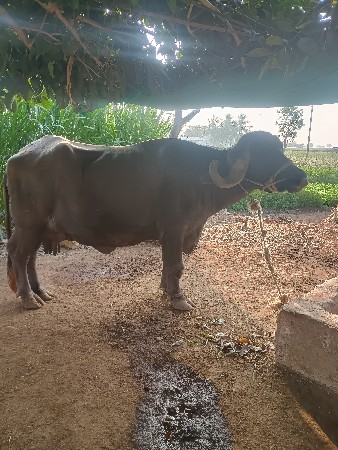 थंबनेल 2