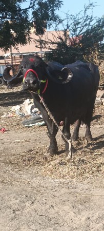 જોવા મળશે