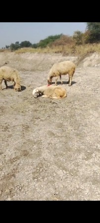 થંબનેલ 3