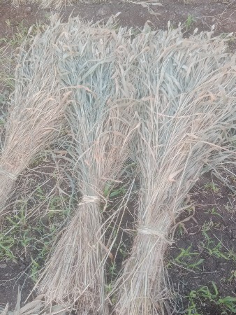 જવાર ની ચાર