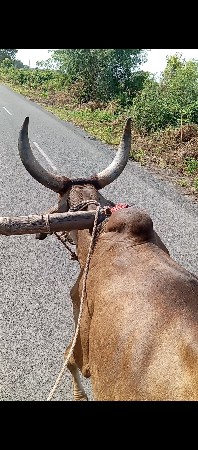 થંબનેલ 3