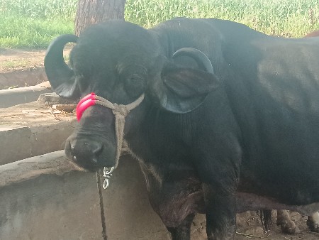જાફરાબાદી ભેંસ વેચવાની છે