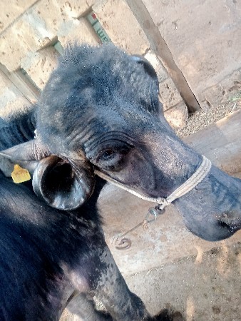 ભેંસ વેચવાની છે