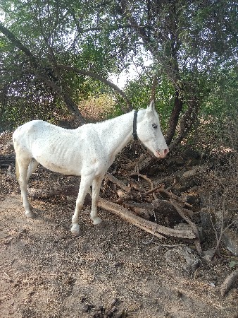 ઘોડી વેચવાની છે
