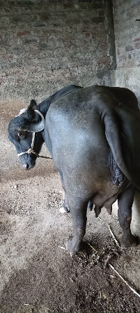 ભેંસ વેચવાની છે