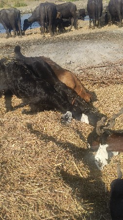 थंबनेल 2