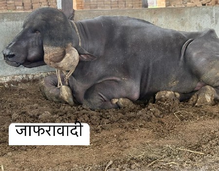 थंबनेल 5