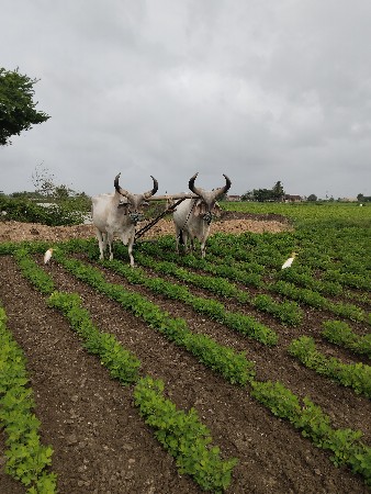 ગોધાલા વેશાવાના છે